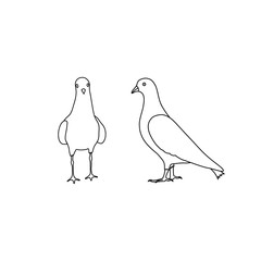 Outline pigeons dove icon vector set isolated on white background
