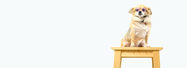 chihuahua puppy in a white background. cover banner concept background.