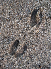 footprints of a deer in the sand
