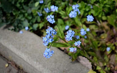 Myosotis flowers