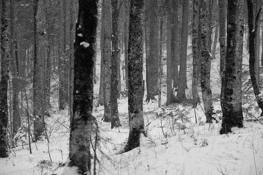 Trees In Forest During Winter © martin seitlinger/EyeEm