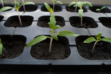 Gray plastic containers with young green plants. Horizontal rows of tomato seedlings growing in black soil. Agriculture. Close-up, selective focus, top view