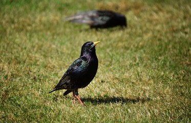 starling in the sun