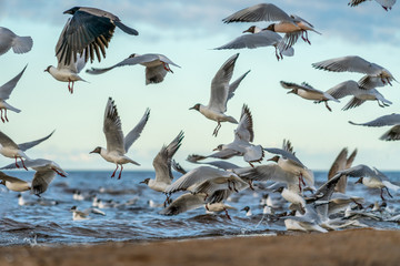 Seagulls flying on the beach near the sea