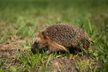 Verhungernder Igel mit Hungerfalte