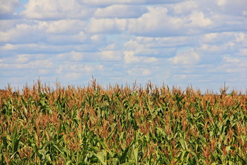 Obraz premium Endless corn field with blue cloudy sky at Sunny summer day, beautiful rural landscape