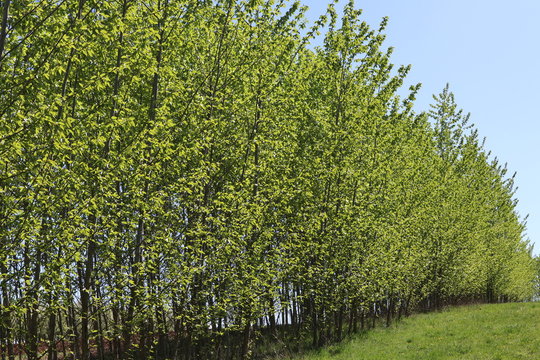 Seltener Energiewald zur Gewinnung von Holzhackschnitzel - erneutes Wachstum ca. drei Jahre nach der Ernte