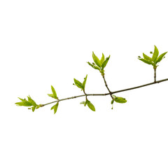 Naklejka premium Leaves and buds isolated on white background. Macro.