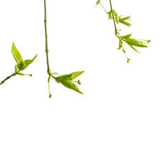 Leaves and buds isolated on white background. Macro.