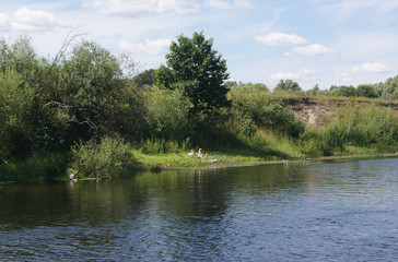 Fototapeta na wymiar river bank with vegetation and geese
