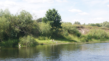 Strizhen river, with trees and geese, in good weather
