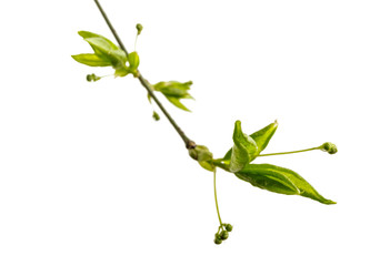 Leaves and buds isolated on white background. Macro.