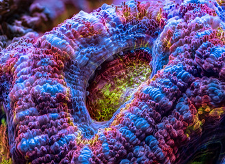 acan micromussa lordhowensis marine aquarium australian coral