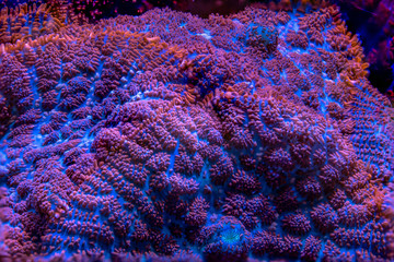 Superman mushroom coral colony in the reef aquarium tank