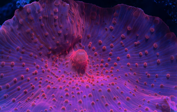 Pink mushroom coral in the reef aquarium tank Lipstick mushroom macro photography