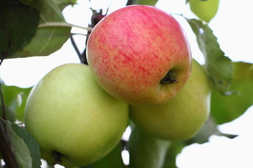 Three natural ripe green Apples with green leaves on a branch close up, fresh home-made vegetables, farming healthy food