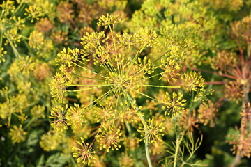 Ripe yellow-green dill in the garden on a summer day close up, fresh home-made vegetables, healthy food