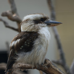 Kookaburra - Lachender Hans