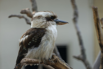Kookaburra - Lachender Hans