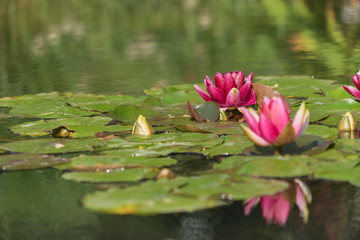 Rosa Seerosen - "Nymphaea" im Teich mit Wasserspiegelung