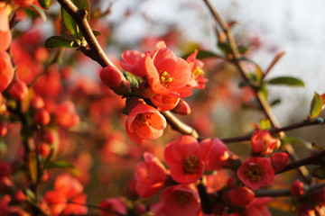 Obraz premium Spring has arrived