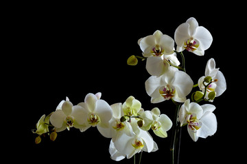 Fototapeta na wymiar Phalaenopsis orchid flower branch closeup