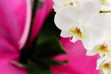 Naklejka na ściany i meble orchid flower on pink background