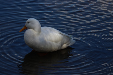 seagull on the water