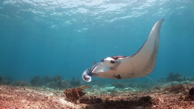 Manta ray swims past inquisitively over the sea bed