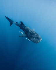 Tiburón ballena en Madagascar