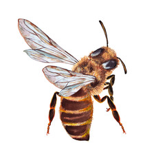 Illustration of colorful big alive realistic brown bee in flying. Watercolor hand painted isolated elements on white background.