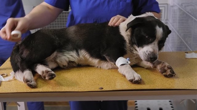 Close-up of a sick dog lying on a table in a veterinary clinic with a catheter in its paw. A veterinarian examines a sick dog in a veterinary clinic.
