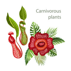 Rafflesia - biggest flower, Nepenthes plant. 