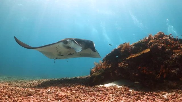 Huge female manta ray swims over a cleaning station and is bitten by a small fish
