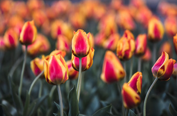 red yellow tulips background.