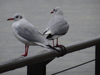 Seagulls