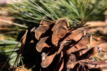 pine cone on the ground