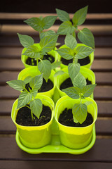 green plant pepper in a pot