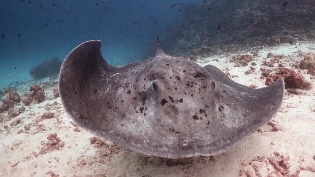 Stingray swims straight at the camera and underneath