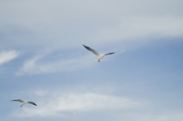 seagull in flight