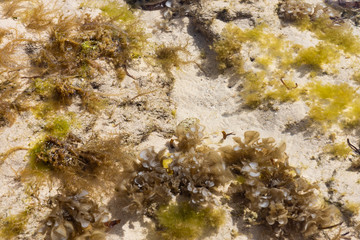 Seabed