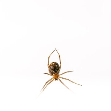 Closeup of a Noble false widow under the lights isolated on a white background