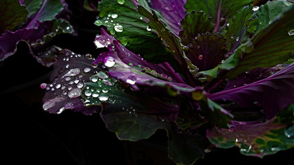 purple flower with water drops
