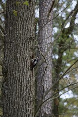 Brood cavity