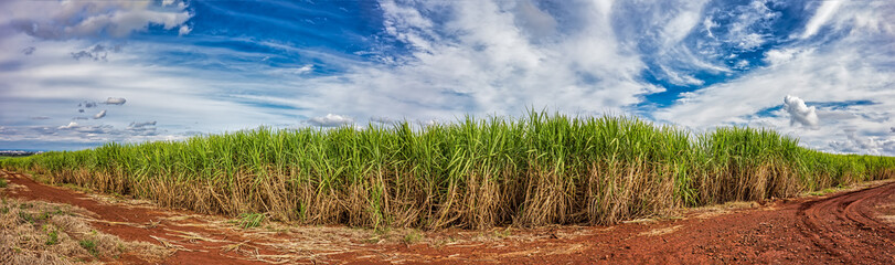 Fototapeta na wymiar Sugar cane field. Panoramic photo of a sugar cane plantation with blue sky with clouds in Ribeirao Preto, Sao Paulo - Brazil