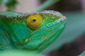 Colorful green chameleon at Madagascar