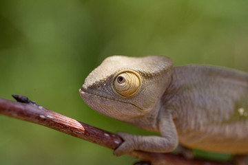 Brown chameleon close up head in Madagascar