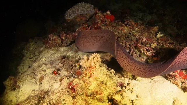 Moray eel swimming over the reef and hunting in corals at night