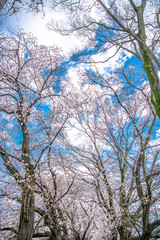 早朝の背割堤の桜