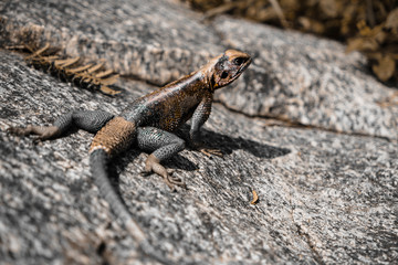 Reptile sitting on a rock in Serengeti National Park in Tanzania.